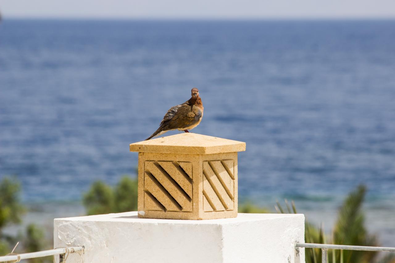 Red C Villas Dahab Luaran gambar